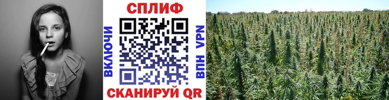Канабис семена Дзержинский